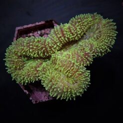 Symphyllia spp. (Green) | XL