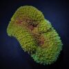 Symphyllia spp. (Green) (Premium) | M