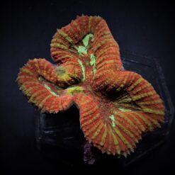 Symphyllia spp. (Orange-Red) | L