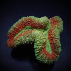 Symphyllia spp. (Splitcolor) | XL