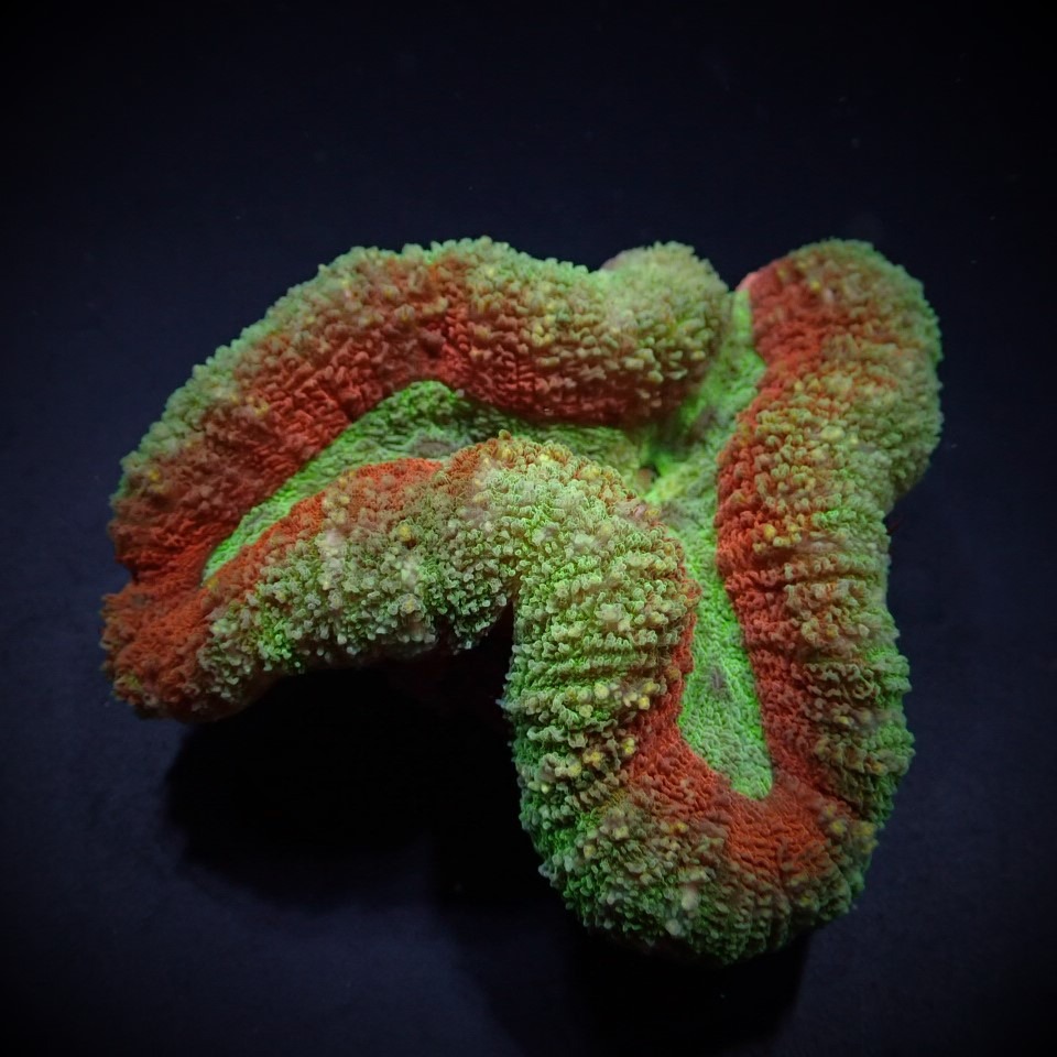 Symphyllia spp. (Splitcolor) | XXXXL