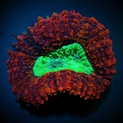 Symphyllia spp. (Splitcolor) (Premium) | S