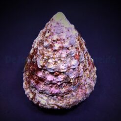 Tectus fenestratus (Show) | XL