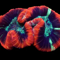 Trachyphyllia spp. (Premium) | M