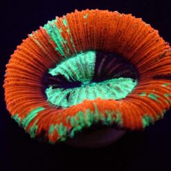 Trachyphyllia spp. (Red) | XL