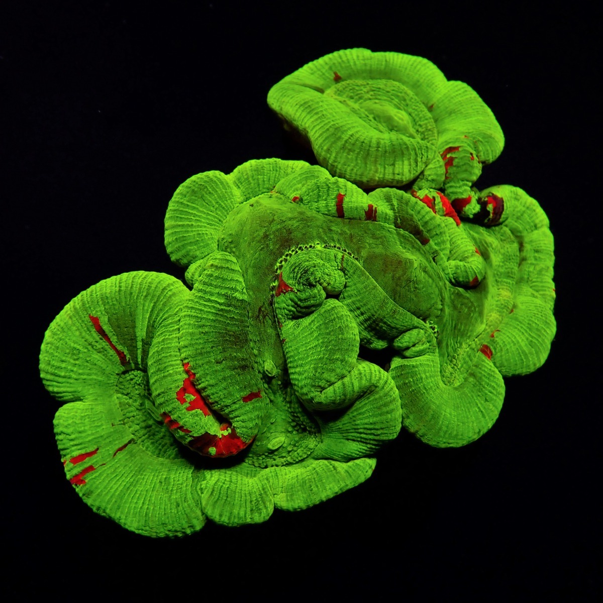 Trachyphyllia spp. (Bleeding Apple) | M