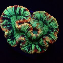 Trachyphyllia spp. (Rainbow) | M