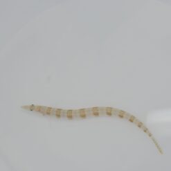 Trichonotus setiger | S