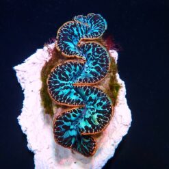 Tridacna maxima (Blue) (Ultra) (Pacific) (6cm)