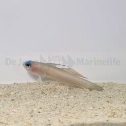 Tryssogobius colini | All sizes