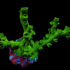 Tubastraea micranthus | L