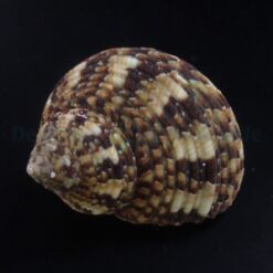 Turbo brunneus | All sizes