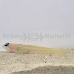 Vanderhorstia flavilineata | All sizes