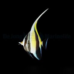 Zanclus Cornutus | Size M