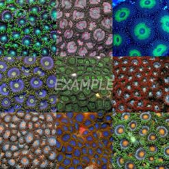 Coral pack - Zoanthus (Mix) (Small) (20 pcs) | S