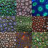 Coral pack - Zoanthus (Mix) (Small) (10 pcs) | S