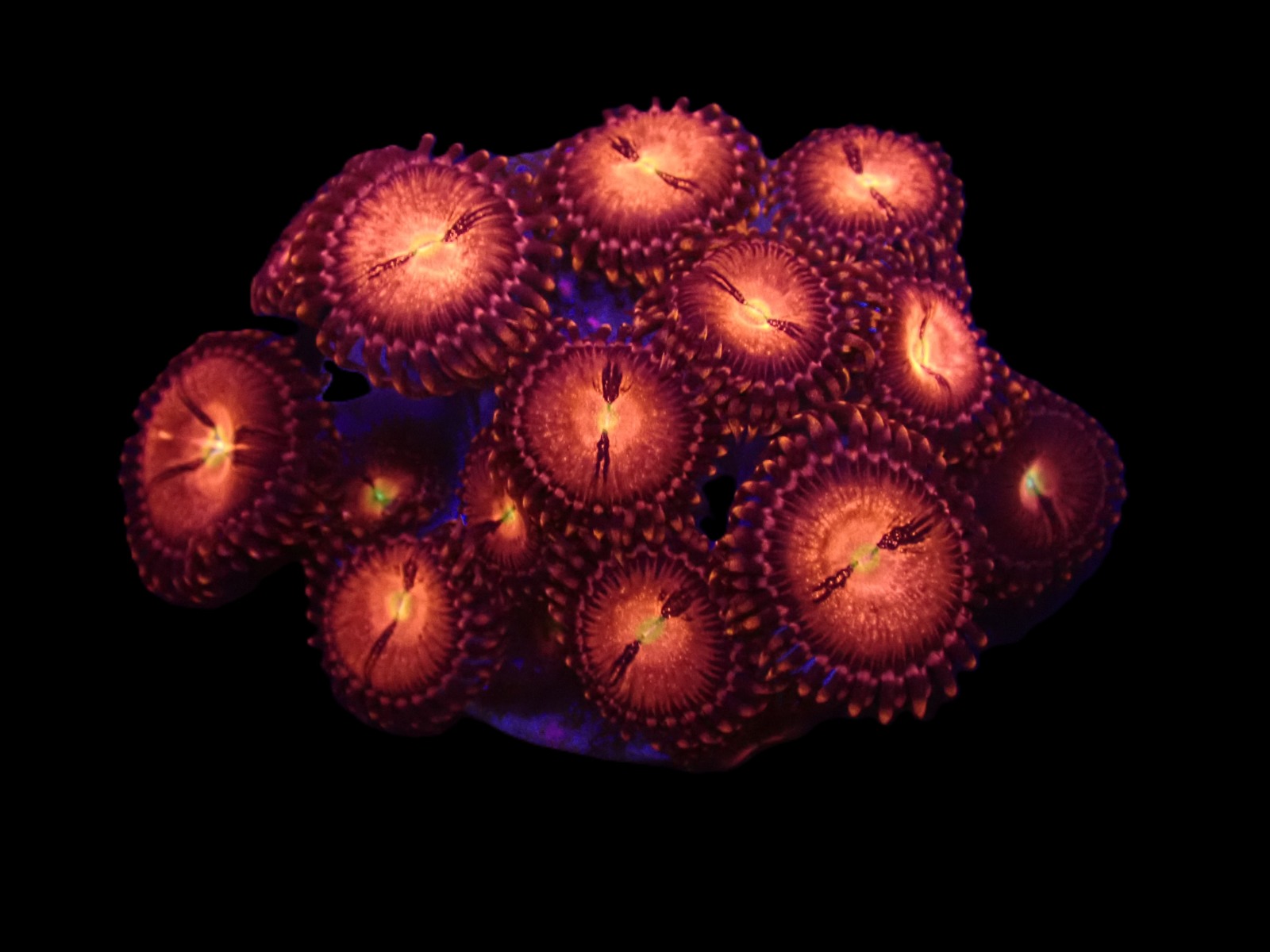 Zoanthus spp. (Alien Explosion) (frag) | FRAG