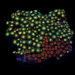 Zoanthus spp. (Premium Grade) | T