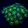 Zoanthus spp. (Green People Eater) (frag) | FRAG