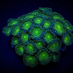 Zoanthus spp. (Green People Eater) (frag) | FRAG