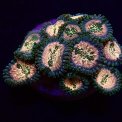 Zoanthus spp. (Hawaiian People Eater) (frag) | FRAG