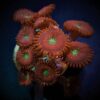 Zoanthus spp. (Magician) (frag) | FRAG