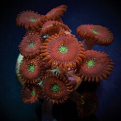 Zoanthus spp. (Magician) (frag) | FRAG