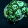 Zoanthus spp. (Premium) (frag) | FRAG