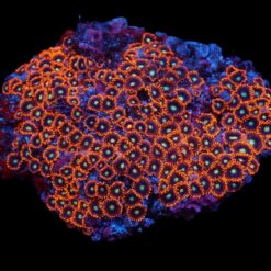 Zoanthus spp. (Red-Orange) | L
