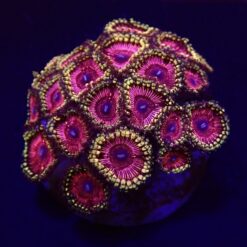 Zoanthus spp. (Ultra) (frag) | FRAG