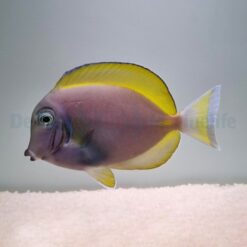 Acanthurus leucosternon X nigricans (Hybrid) | M