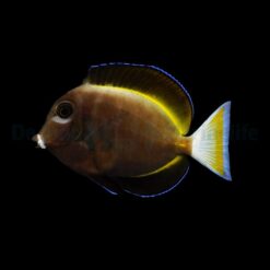 Acanthurus nigricans | M