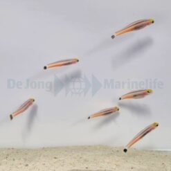 Aioliops megastigma | All sizes