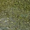 Caulerpa spp. (without rock) | M