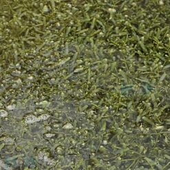 Caulerpa spp. (without rock) | M