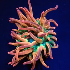 Entacmaea quadricolor (Sunburst-Rainbow) | M