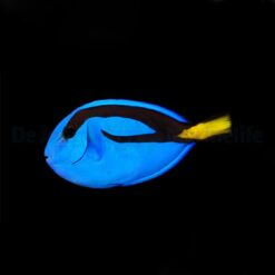 Paracanthurus hepatus | M