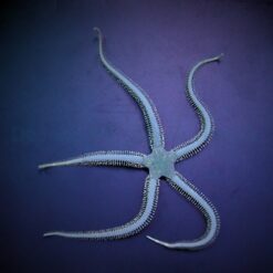 Ophiarachna incrassata | All sizes