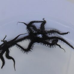 Ophiocoma spp. | All sizes