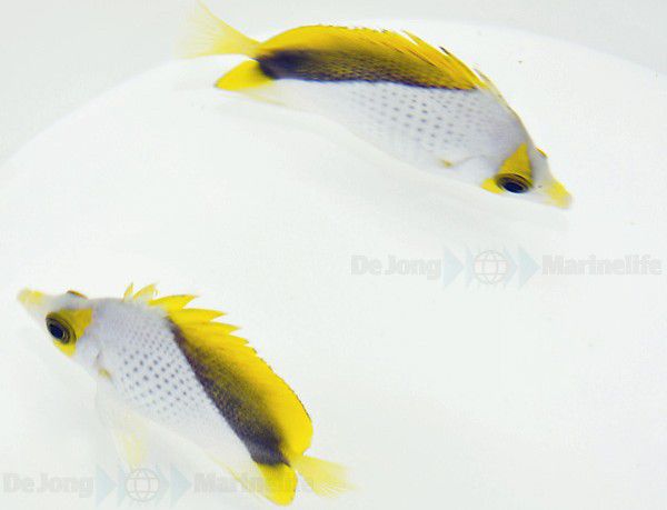 Chaetodon declivis | S