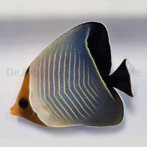 Chaetodon larvatus | S