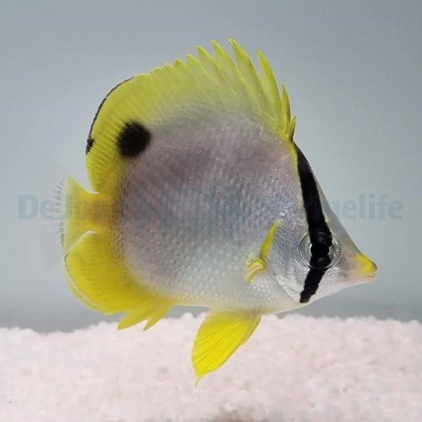 Chaetodon ocellatus | M