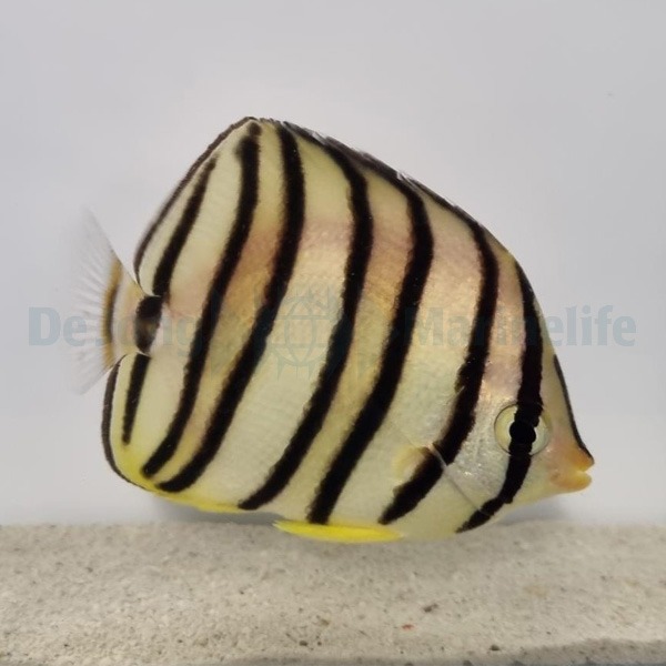 Chaetodon octofasciatus | L