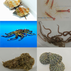 Cleaning crew pack (20pcs) | All sizes