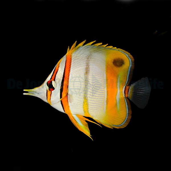 Chelmon marginalis | M