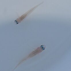 Coryphopterus lipernis | All sizes