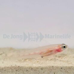 Coryphopterus personatus | All sizes