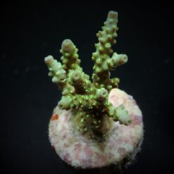 Acropora chesterfieldensis (frag) | FRAG