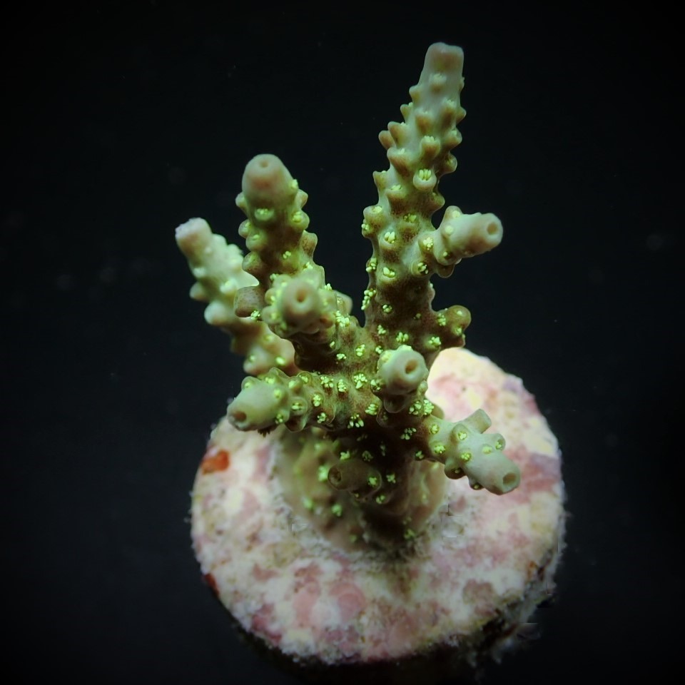 Acropora chesterfieldensis (frag) | FRAG