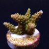 Acropora divaricata (frag) | FRAG